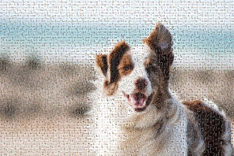 Pet photo mosaic example